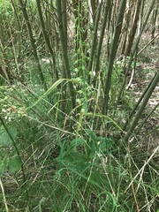 Epipactis helleborine helleborine