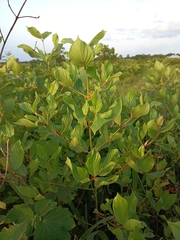 Magnoliopsida