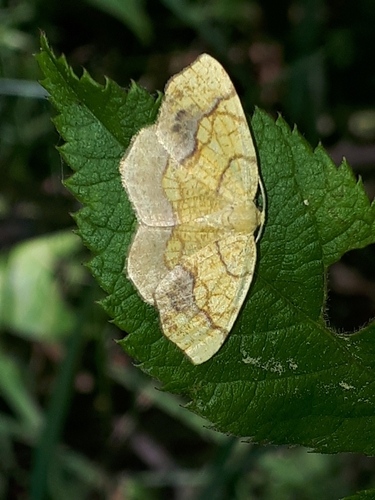 Horned Spanworm Moth