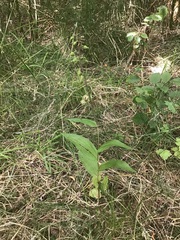 Epipactis helleborine helleborine