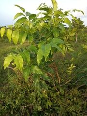 Magnoliopsida