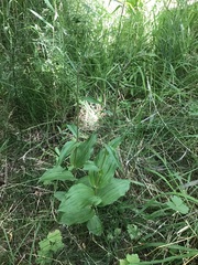 Epipactis helleborine helleborine