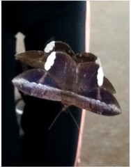 Hemeroblemma mexicana