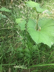 Epipactis helleborine helleborine