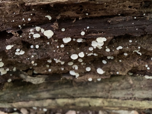 Crepidotus applanatus