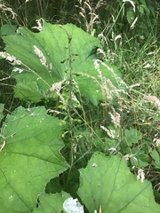 Epipactis helleborine helleborine