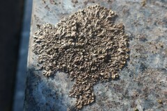 Xanthoparmelia pulla