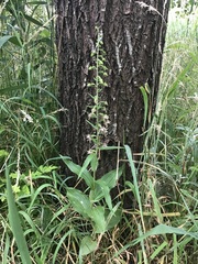 Epipactis helleborine helleborine