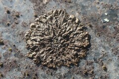 Xanthoparmelia pulla