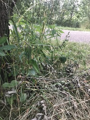 Epipactis helleborine helleborine