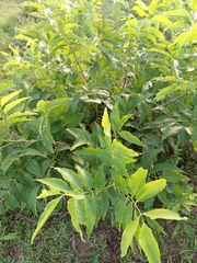 Magnoliopsida