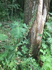 Epipactis helleborine helleborine