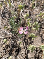 Oenothera canescens