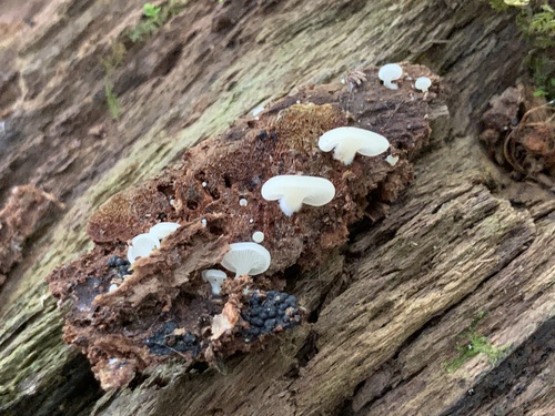 Crepidotus applanatus (Photo 2 of 5)
