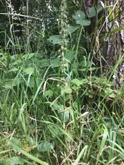 Epipactis helleborine helleborine