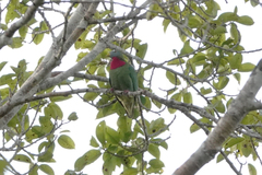 Claret-Breasted Fruit-Dove photo 5
