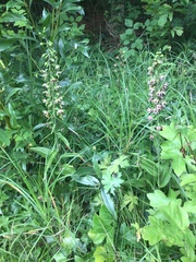 Epipactis helleborine helleborine