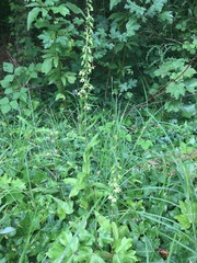 Epipactis helleborine helleborine