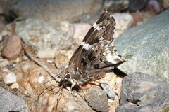 Codatractus arizonensis