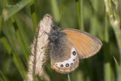 Coenonympha gardetta