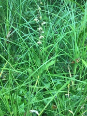 Epipactis helleborine helleborine