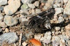 Codatractus arizonensis