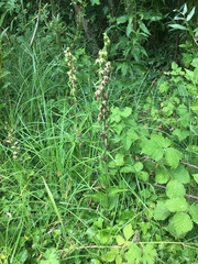 Epipactis helleborine helleborine