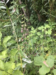 Epipactis helleborine helleborine