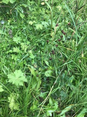 Epipactis helleborine helleborine
