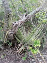 Tillandsia huamelulaensis