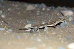 Crossobamon eversmanni