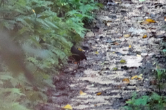 Megapodius geelvinkianus