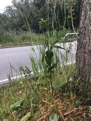 Epipactis helleborine helleborine