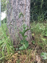 Epipactis helleborine helleborine