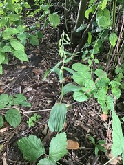 Epipactis helleborine helleborine