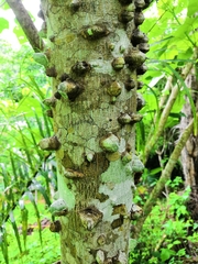 Zanthoxylum mollissimum