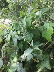 Epipactis helleborine helleborine