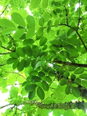 Zanthoxylum mollissimum