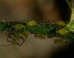 Uroleucon erigeronense