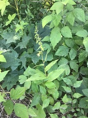 Epipactis helleborine helleborine