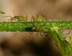 Uroleucon erigeronense