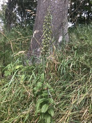 Epipactis helleborine helleborine