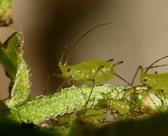 Uroleucon erigeronense