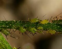 Uroleucon erigeronense