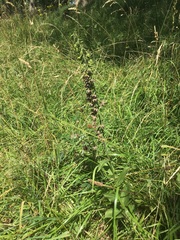 Epipactis helleborine helleborine