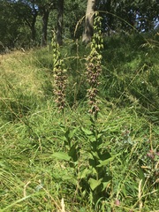 Epipactis helleborine helleborine
