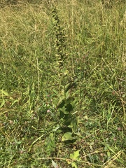 Epipactis helleborine helleborine