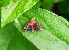 Ladoffa dependens