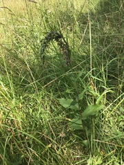 Epipactis helleborine helleborine