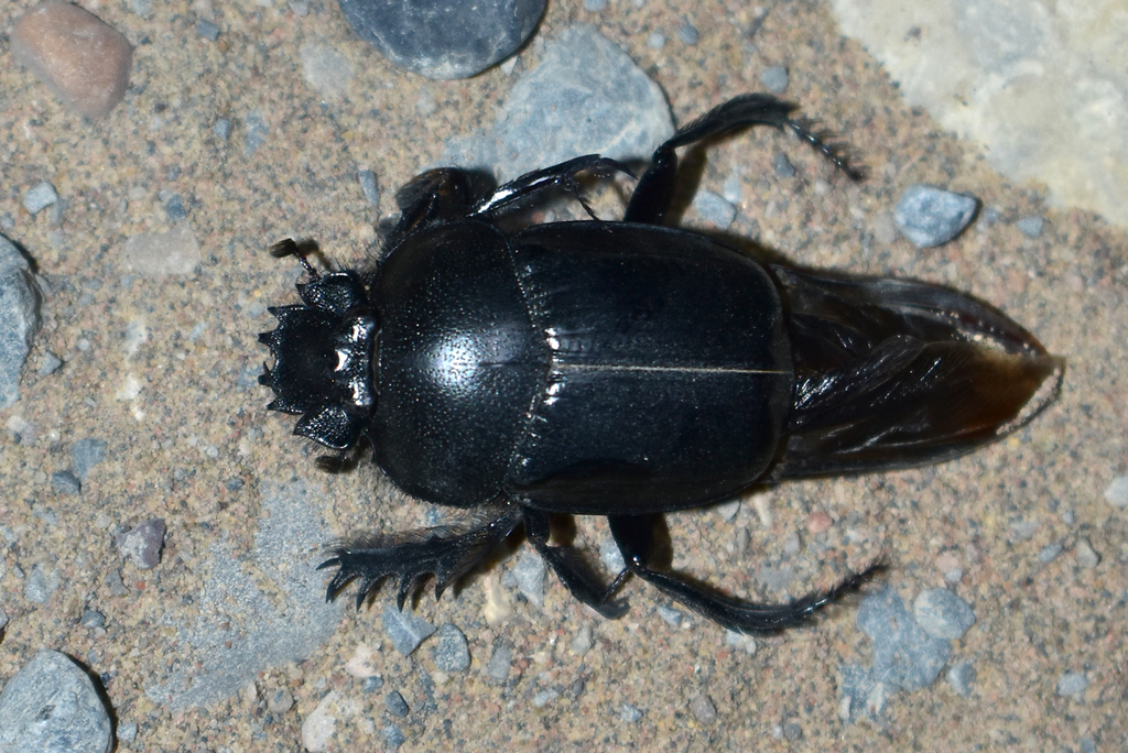 Scarabaeus transcaspicus
